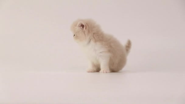 Crema y blanco persa gatito gato llorando y caminando fuera la cámara — Vídeo de stock