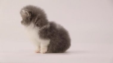 Beyaz arka plan üzerinde oturan mavi ve beyaz Farsça yavru kedi