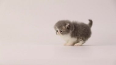 Mavi ve beyaz Farsça yavru kedi kedi adım geriye dönük ve çevresinde dönüm