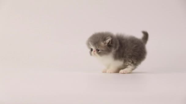 Modré a bílé perské koťátko kočka krok vzad a obrátil