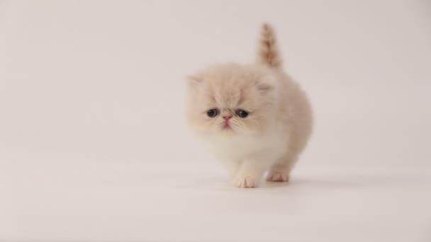 Gatto persiano crema e bianco gattino piangendo e camminando verso la fotocamera — Video Stock