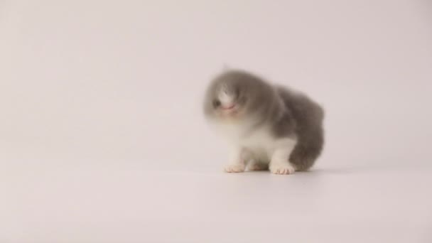 Blauwe en witte Perzische kitten kat zijn hoofd op slow motion afschudden — Stockvideo