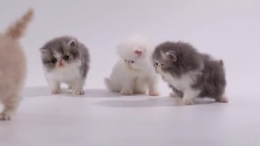 farklı yönü, lefting uykulu hissediyorum son kişi Farsça yavru kedi kedi grup dağılın