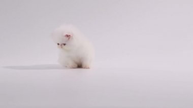 Gözünü dört aç ve etrafına bakmak için beyaz Farsça kedi kedi ama meraklı, uykulu