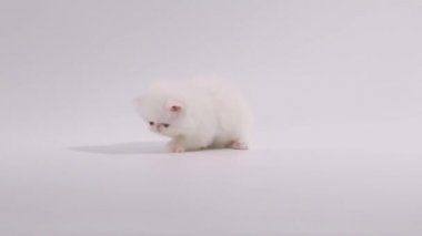 onun gölge oynama ve çevresinde arama beyaz Farsça yavru kedi