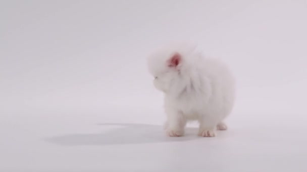 Белый персидский котенок стоит и смотрит вокруг на белом фоне — стоковое видео