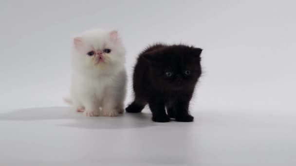 deux chaton persan chat noir et blanc regarder à gauche et à droite 