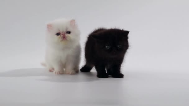 Deux chaton persan chat noir et blanc regarder à gauche et à droite — Video