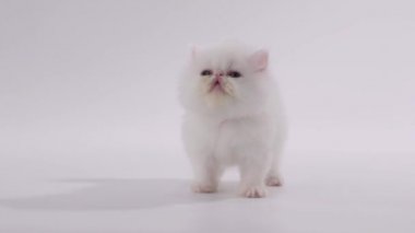 Farsça yavru kedi kedi seyir beyaz ve beyaz arka plan üzerinde dışarı dilini