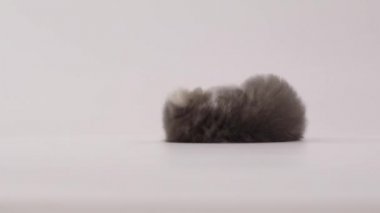 mavi ve beyaz Farsça yavru kedi kedi haddeleme ve kendisi ile katta oynama