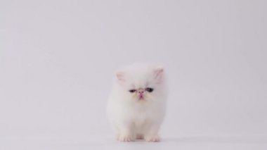 dört gözle, arama ve walking away (ses ile kamera beyaz Farsça yavru kedi)
