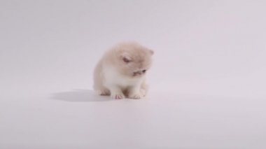 aşağı bakıyor ve kameraya çekip krem ve beyaz Farsça yavru kedi