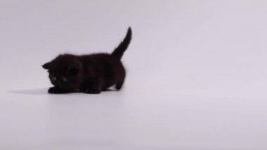 kendisi ile oynamaya siyah egzotik stenografi kedi kedi