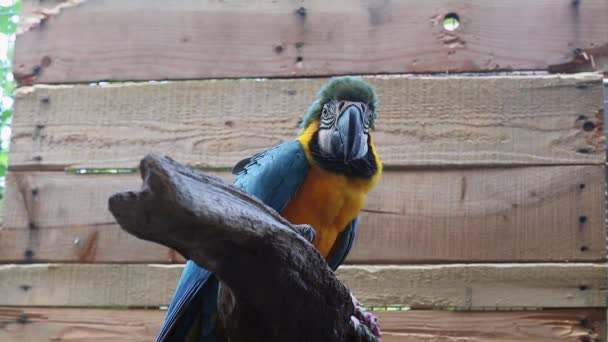 Blauer und goldener Ara Papagei schüttelt kopfschüttelnd auf Barsch mit Holzhintergrund — Stockvideo