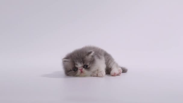 Mavi ve beyaz Farsça yavru kedi kedi bırakmasını ve kameraya bakıyor. Sevimli hareket ederken uykulu yapıyor ve son olarak çekip gitmek — Stok video