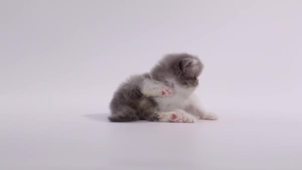 Blauwe en witte Perzische kitten kat plotseling draaien naar camera, vast, licking paw, kijk uit en weg te lopen — Stockvideo