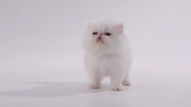 Gato persa blanco mirando hacia arriba y la lengua hacia fuera en fondo blanco — Vídeos de Stock