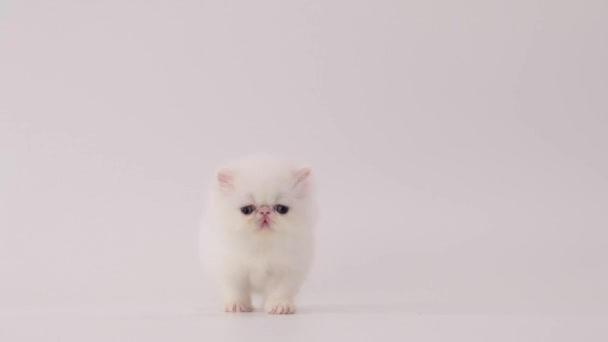 Gato gato blanco persa caminando a la cámara, mirando y pidiendo algo — Vídeos de Stock