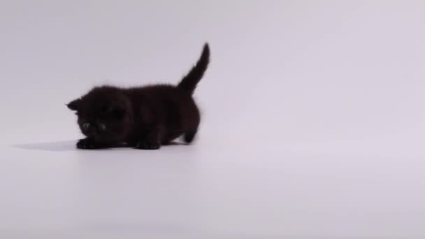 Kotě černé exotická krátkosrstá kočka si hraje s sama — Stock video