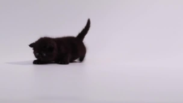 Schwarze exotische Kurzhaarkatze spielt mit sich selbst — Stockvideo