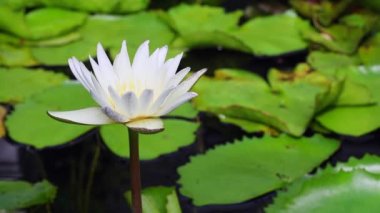 koi balık gölet (doğa ses ile beyaz lotus)