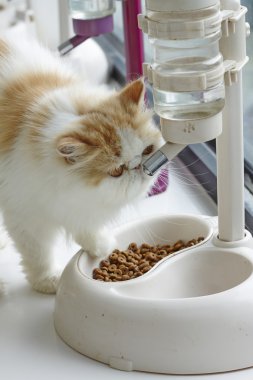 Kırmızı tekir ve beyaz Farsça kedi içme suyu su dağıtıcısı