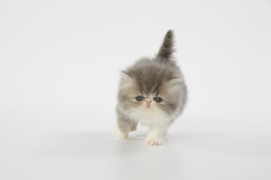 beyaz zemin üzerine mavi ve beyaz Farsça yavru kedi