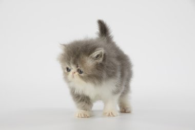 beyaz zemin üzerine mavi ve beyaz Farsça yavru kedi