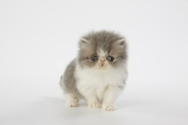 beyaz zemin üzerine mavi ve beyaz Farsça yavru kedi