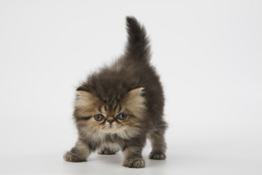 Beyaz arka plan üzerinde kahverengi Farsça kedi yavrusu