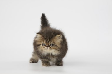 Beyaz arka plan üzerinde kahverengi Farsça kedi yavrusu