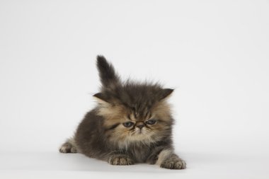 Beyaz arka plan üzerinde kahverengi Farsça kedi yavrusu