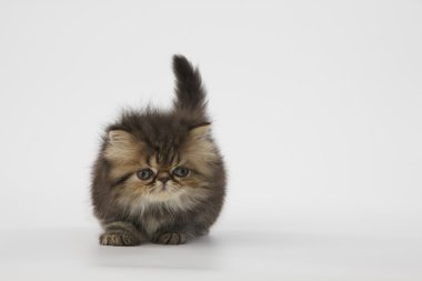 Beyaz arka plan üzerinde kahverengi Farsça kedi yavrusu