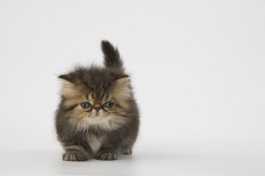 Beyaz arka plan üzerinde kahverengi Farsça kedi yavrusu