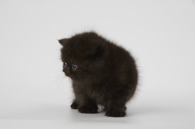 Beyaz arka planda siyah Farsça egzotik stenografi kedi kedi