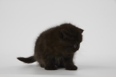 Beyaz arka planda siyah Farsça egzotik stenografi kedi kedi