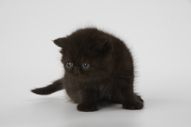 Beyaz arka planda siyah Farsça egzotik stenografi kedi kedi