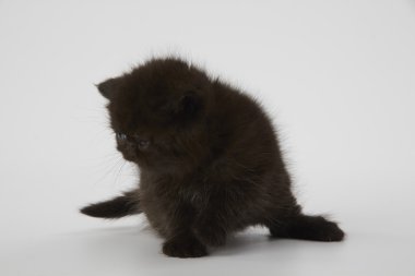 Beyaz arka planda siyah Farsça egzotik stenografi kedi kedi