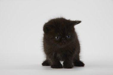 Beyaz arka planda siyah Farsça egzotik stenografi kedi kedi