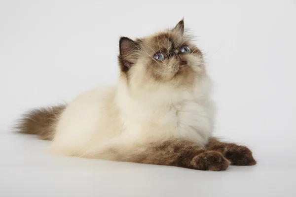 noktası Himalaya Farsça kedi beyaz zemin üzerine mühür