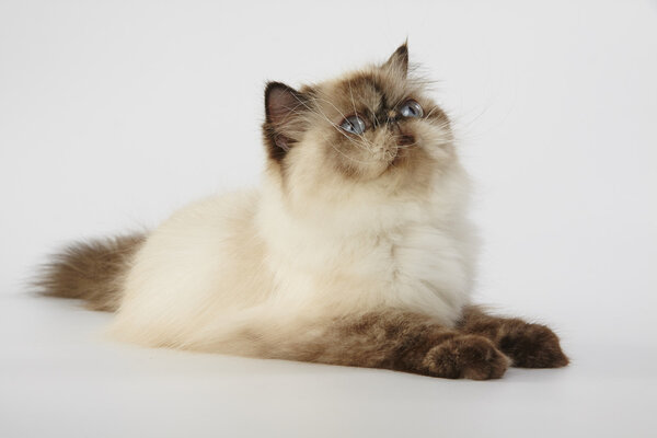 seal point himalayan persian cat on white background