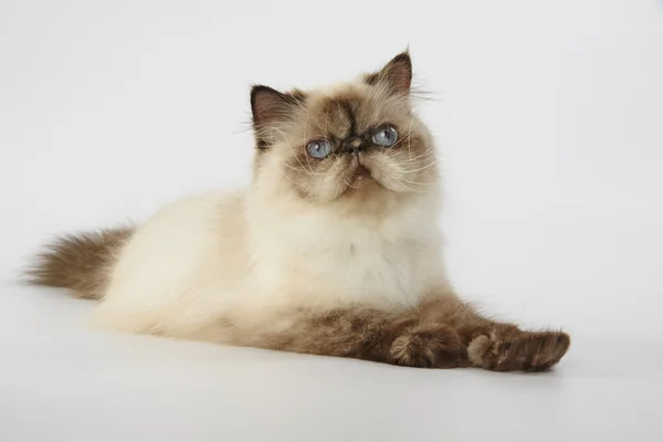 Seal point himalayan persian cat on white background — Stock Photo, Image