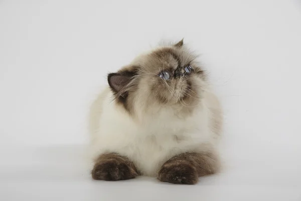 noktası Himalaya Farsça kedi beyaz zemin üzerine mühür