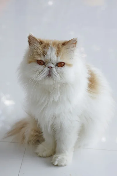 Pręgowany czerwony i biały kot Perski z bliska — Zdjęcie stockowe
