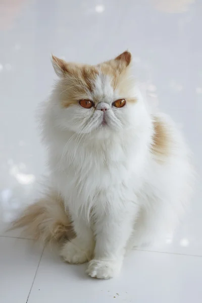 Kırmızı tekir ve beyaz Farsça kedi kapat