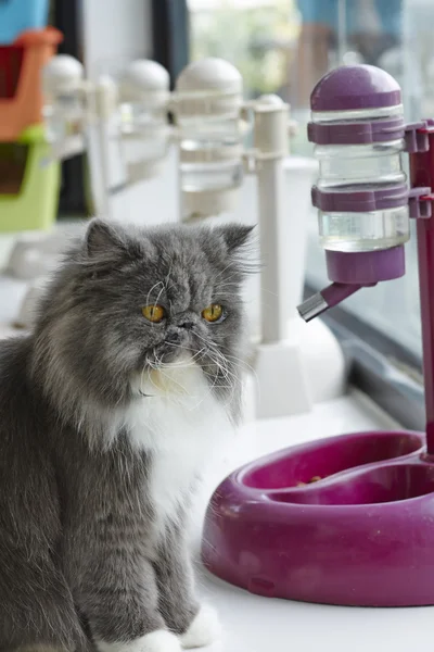 mavi ve beyaz Farsça yiyecek/su dağıtıcısı duran kedi
