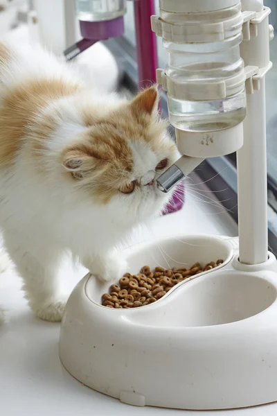 Vörös cirmos és fehér Perzsa macska ivóvíz vízadagoló — Stock Fotó