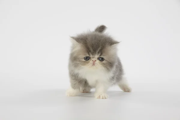 Azul e branco gato persa gatinho no fundo branco — Fotografia de Stock