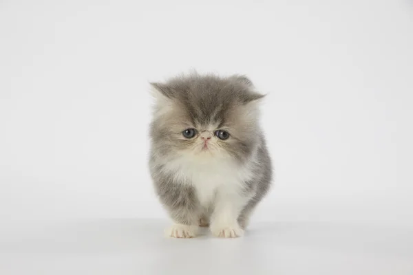 Gatto gattino persiano blu e bianco su sfondo bianco — Foto Stock
