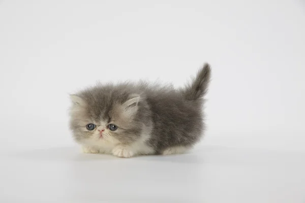 Gatto gattino persiano blu e bianco su sfondo bianco — Foto Stock